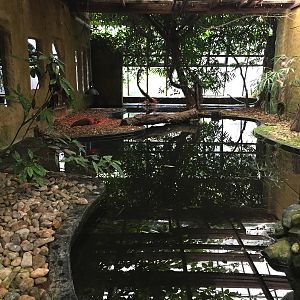 Caiman Enclosure - 30/08/15