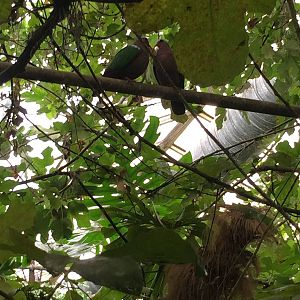 Emerald doves - 30/08/15