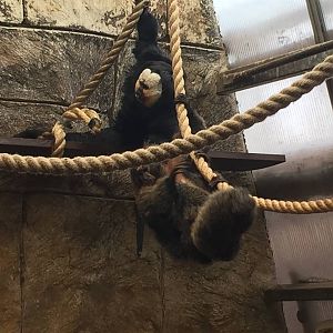 Saki Monkey - 30/08/15