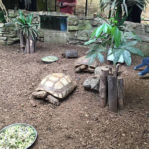 Sulcata and red foot Tortoise 30/08/15