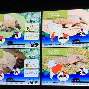 Armadillo species list - 30/08/15