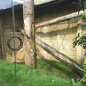 Ocelot left side - 30/08/15