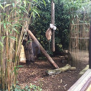 Ocelot right side - 30/08/15