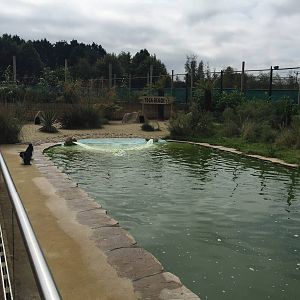 New penguin enclosure - 30/08/15