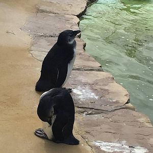 Young Penguins - 30/08/15