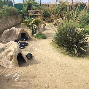 Penguin nesting site - 30/08/15