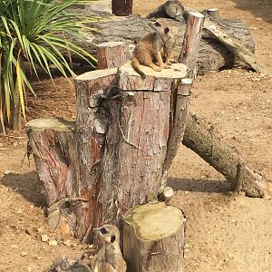 Meerkats - 30/08/15