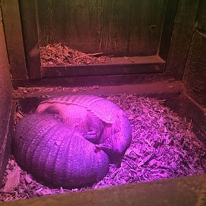 Armadillo sleeping space - 30/08/15