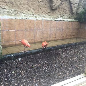 Water area for wading birds - 30/08/15