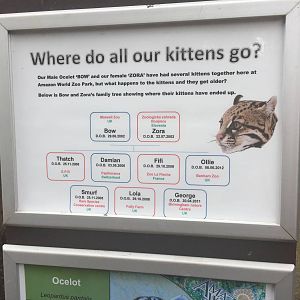 Ocelot destination sign - 30/08/15