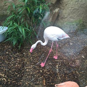 Greater Flamingo - 30/08/15