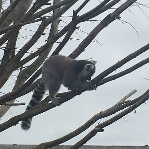 Lemur - 30/08/15