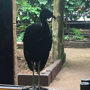 Big noisy bird - 30/08/15