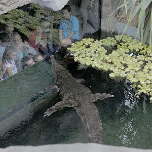 Islands problem areas - crocodile pool