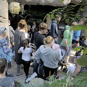 Islands problem areas - crocodile traffic jam