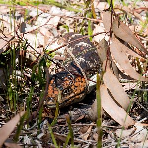 Perth Shingleback
