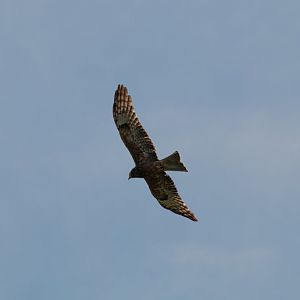 Squaretailed Kite