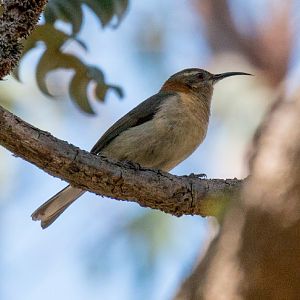 Western Spinebill