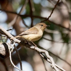 Western Thornbill
