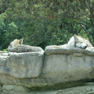 mexican wolf or lobo san juan de aragon zoo
