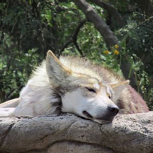 mexican wolf or lobo san juan de aragon zoo