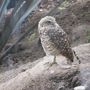 burrowing owl san juan de aragon zoo