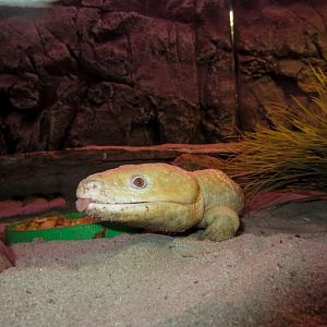 Albino Shingleback