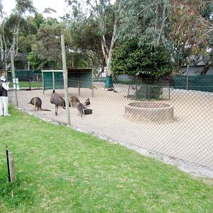 Emus and Kangaroos
