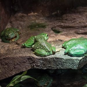 Magnificent Tree Frogs