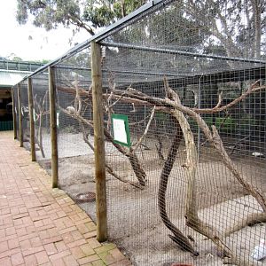 Cockatoo and Parrot aviaries