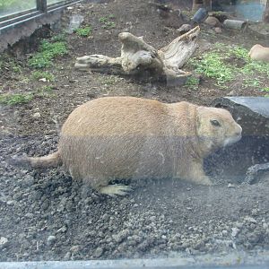 prarie dog san juan de aragon zoo