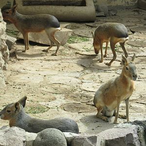 maras san juan de aragon zoo