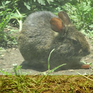 volcano rabbit san juan de aragon zoo