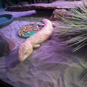 Albino Shingleback