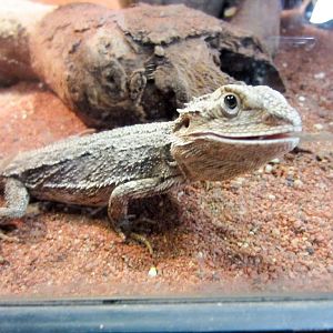 Dwarf Bearded Dragon
