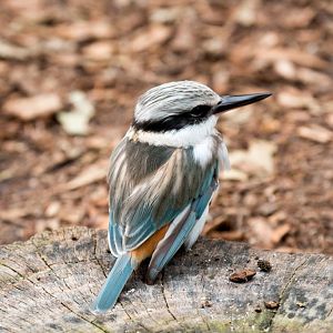 Redbacked Kingfisher