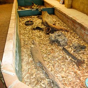 Indoor skink exhibit