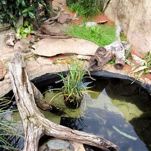 Outdoor Turtle exhibit