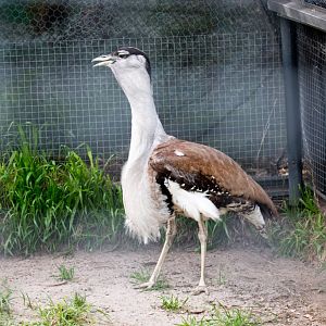 Bustard male