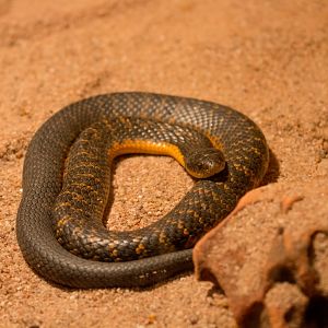Western Tiger Snake