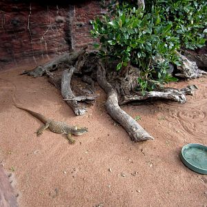 Yellow-spotted Monitor enclosure