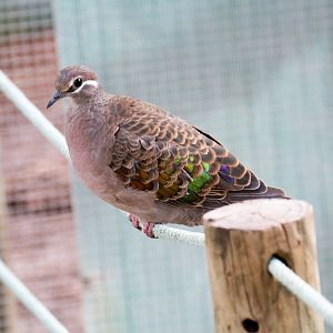Common Bronzewing