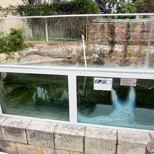 Crocodile enclosure