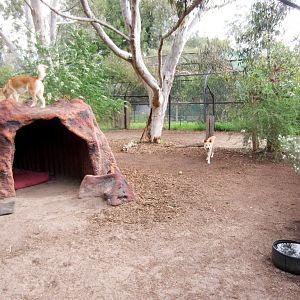 Dingo enclosure