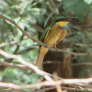 Little bee-eater