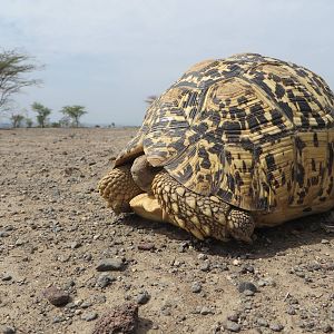 Leopard tortoise