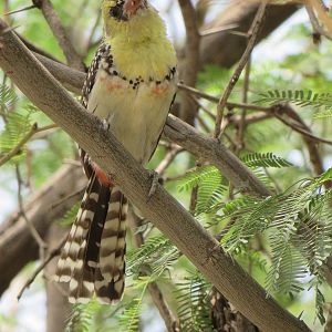 Yellow-breasted barbet