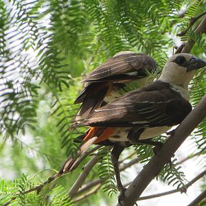 White-headed buffalo weaver