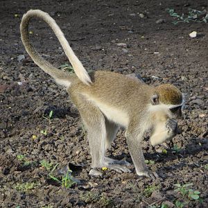 Grivet monkey