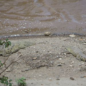 Nile crocodiles